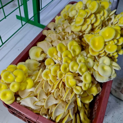 Cultivo comercial de hongos simplificado con el contenedor de hongos
