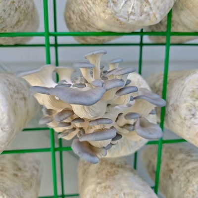 Utilización eficiente de los recursos Contenedor de cultivo de hongos de alta productividad