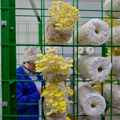 Utilización eficiente de los recursos Contenedor de cultivo de hongos de alta productividad