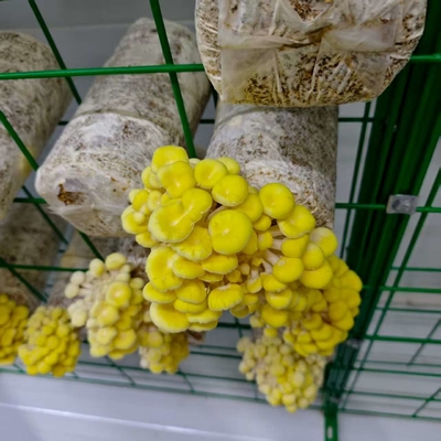Utilización eficiente de los recursos Contenedor de cultivo de hongos de alta productividad