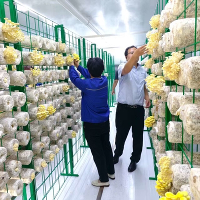 Contenedor de cultivo de hongos con control ambiental preciso