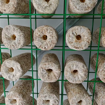 Contenedor de cultivo de hongos con control ambiental preciso