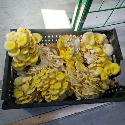 Contenedor de cultivo de hongos de alta eficiencia de producción