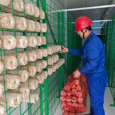 Contenedor de cultivo de hongos de alta eficiencia de producción