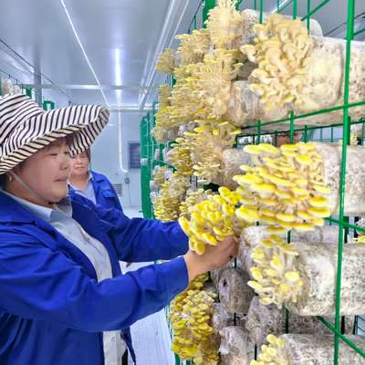 Contenedor de cultivo de hongos durante todo el año que mejora la producción de hongos